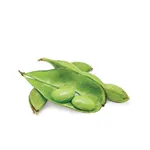 SOY BEAN